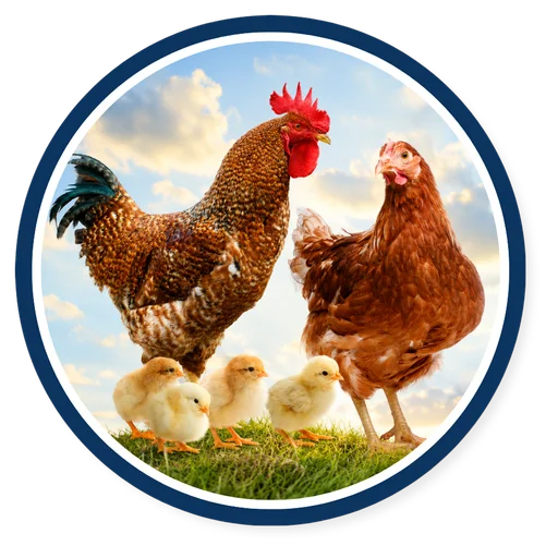 Poultry Feed
